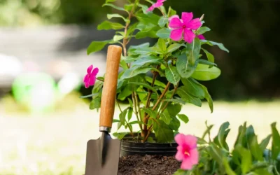 Sekrety ogrodników – jak przyspieszyć wzrost roślin w ogrodzie i domu?